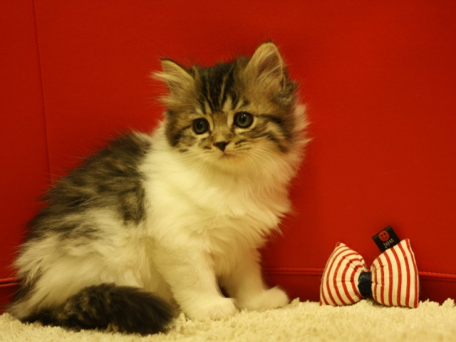 スコティッシュフォールドの子猫画像