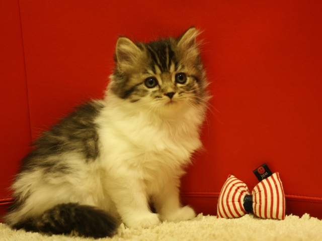 スコティッシュフォールドの子猫画像