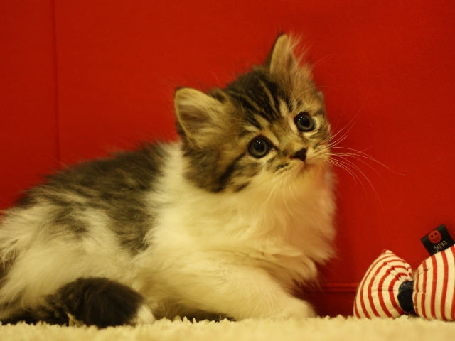 スコティッシュフォールドの子猫画像