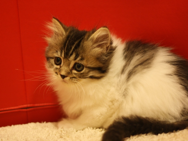 スコティッシュフォールドの子猫画像