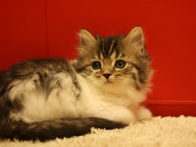 スコティッシュフォールドの子猫画像