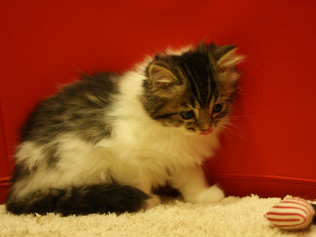 スコティッシュフォールドの子猫画像