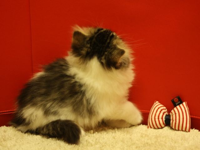 スコティッシュフォールドの子猫画像