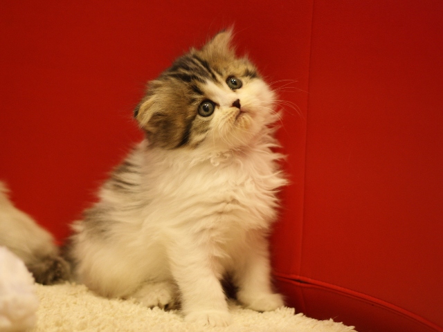 スコティッシュフォールドの子猫画像