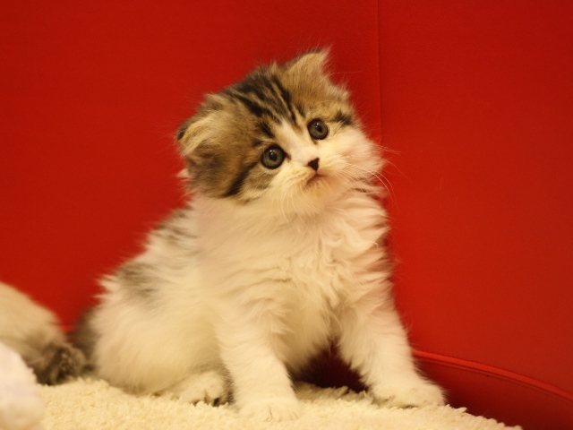スコティッシュフォールドの子猫画像