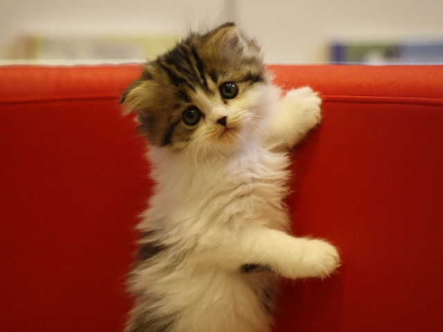 スコティッシュフォールドの子猫画像