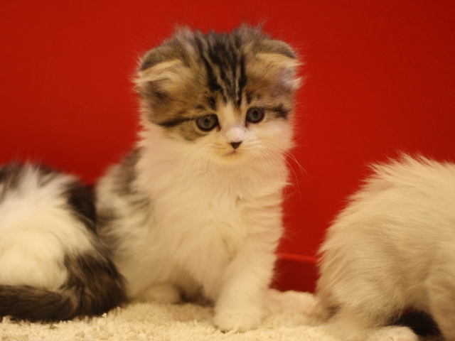 スコティッシュフォールドの子猫画像