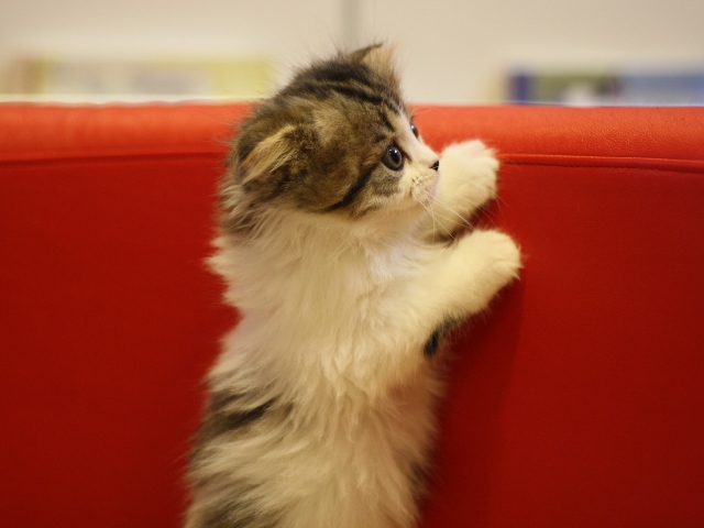 スコティッシュフォールドの子猫画像
