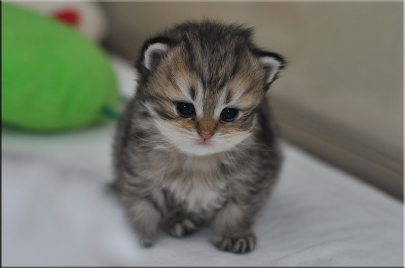チンチラのヒメちゃん