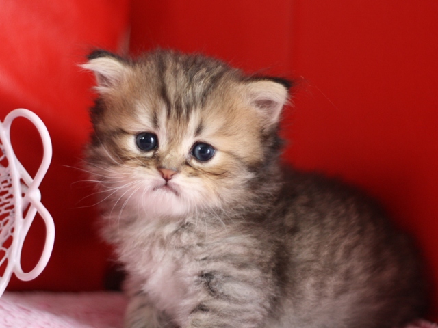 ペルシャチンチラの子猫