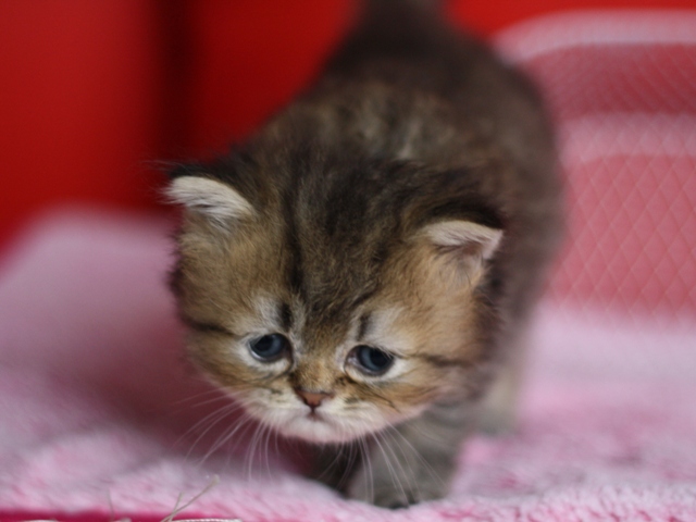 ペルシャチンチラの子猫
