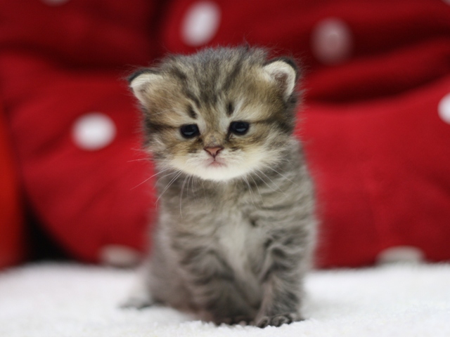 ペルシャチンチラの子猫