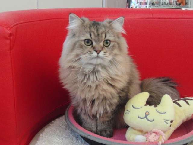 ペルシャチンチラの子猫