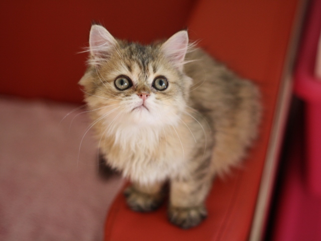 ペルシャチンチラの子猫
