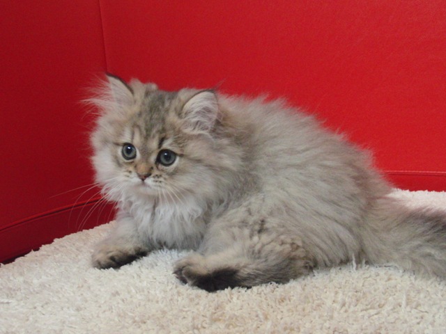 ペルシャチンチラの子猫