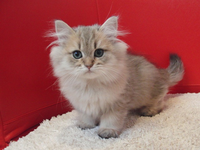 ペルシャチンチラの子猫