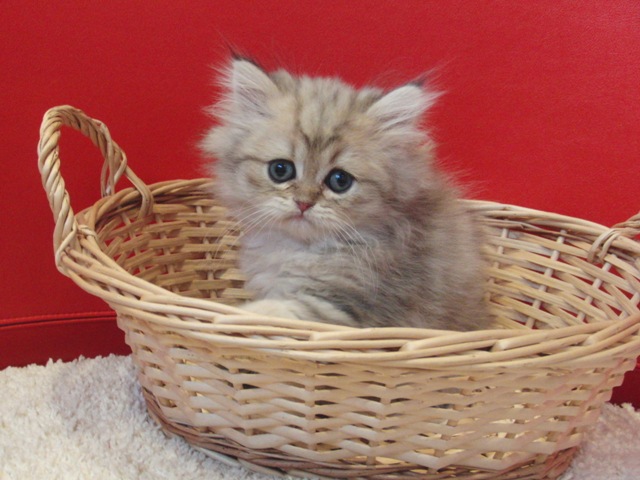 ペルシャチンチラの子猫