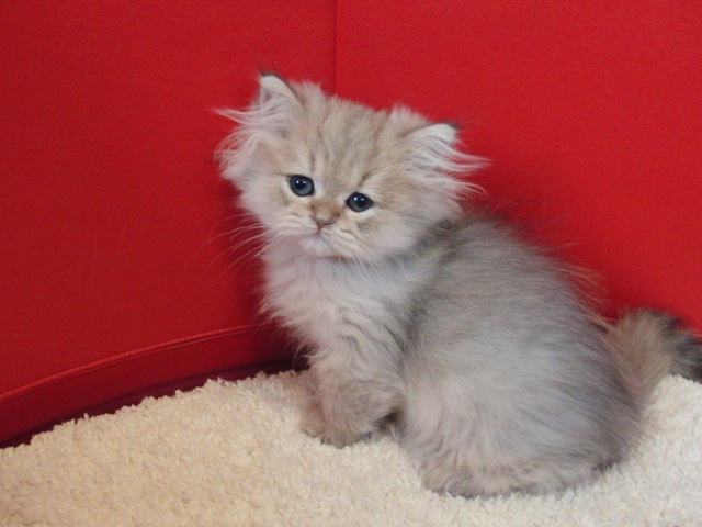 ペルシャチンチラの子猫