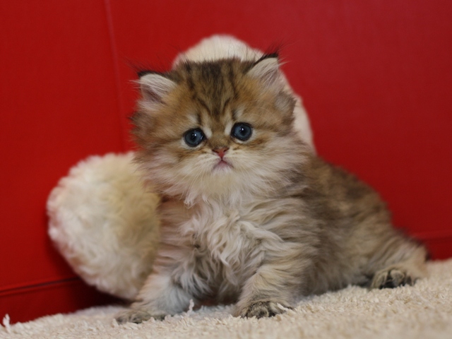 チンチラの子猫