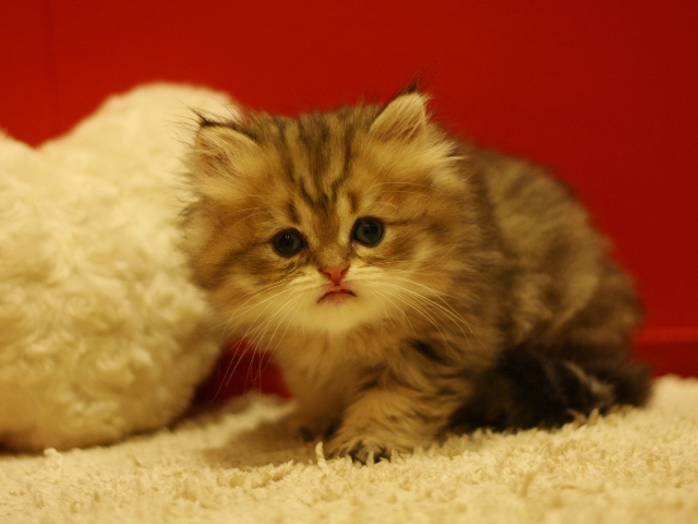 ペルシャチンチラの子猫