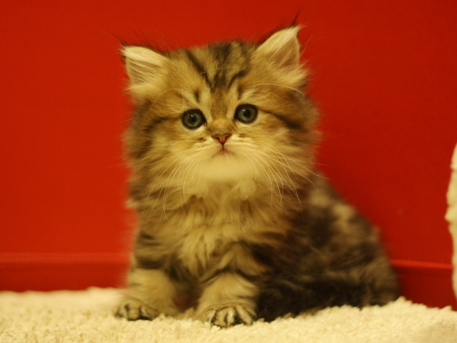 ペルシャチンチラの子猫