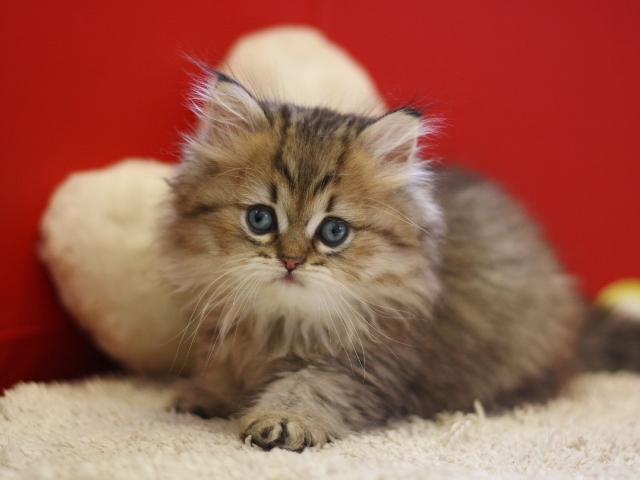 ペルシャチンチラの子猫