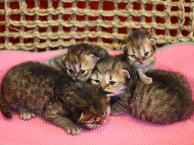 ペルシャチンチラの子猫