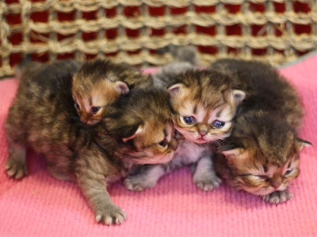 ペルシャチンチラの子猫