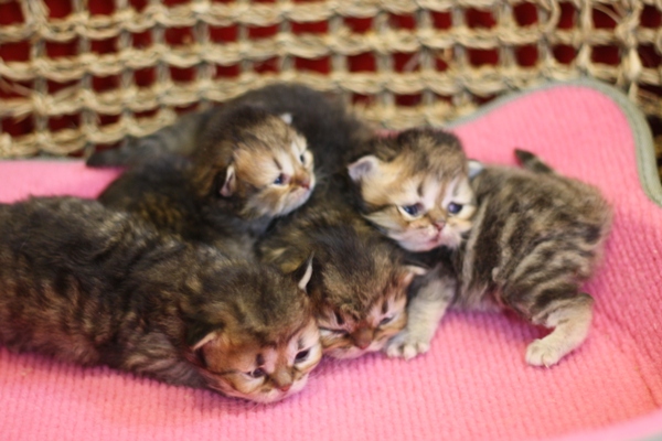 ペルシャチンチラの子猫