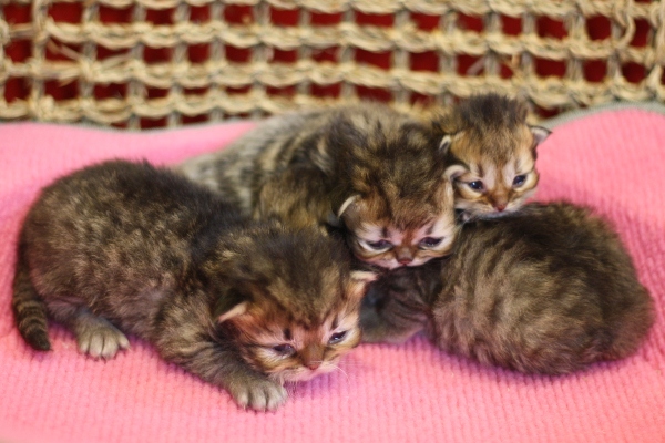 ペルシャチンチラの子猫