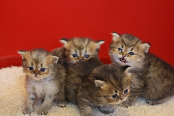 ペルシャチンチラの子猫
