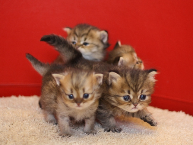 ペルシャチンチラの子猫