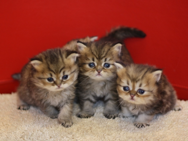ペルシャチンチラの子猫