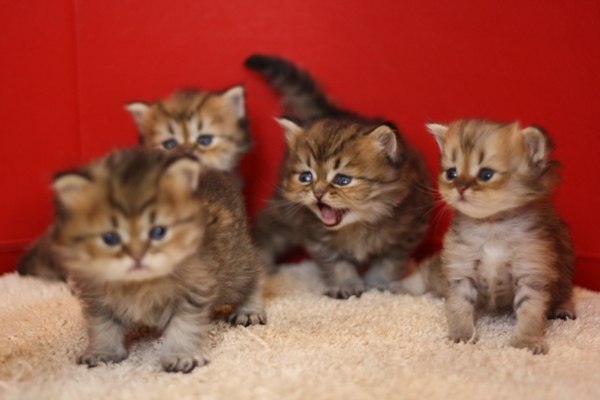 ペルシャチンチラの子猫