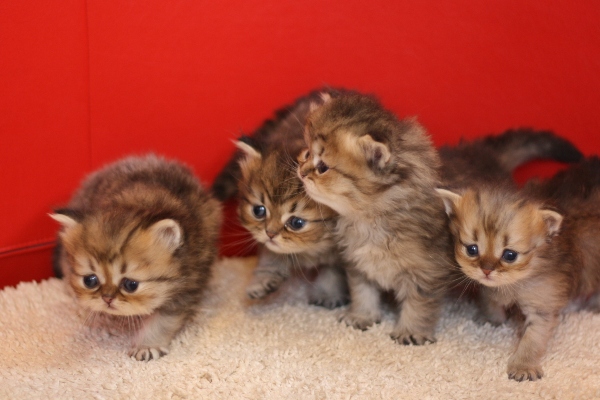 ペルシャチンチラの子猫