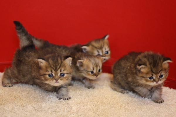 ペルシャチンチラの子猫