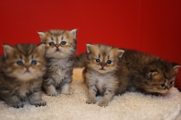 ペルシャチンチラの子猫