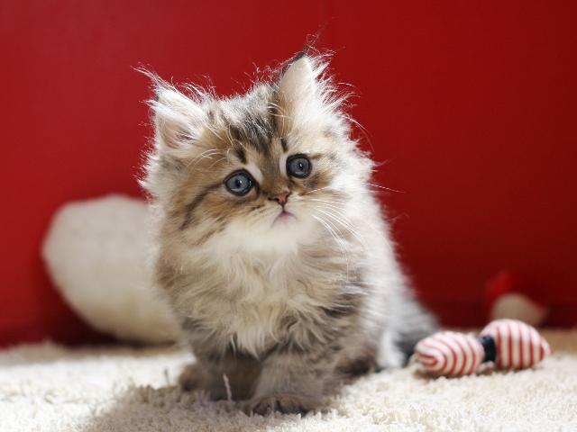 ペルシャチンチラの子猫