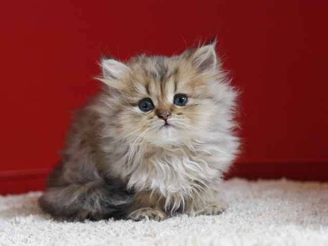 ペルシャチンチラの子猫