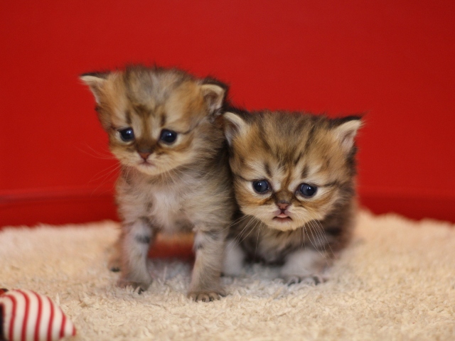 ペルシャチンチラの子猫