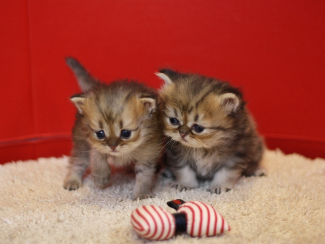 ペルシャチンチラの子猫