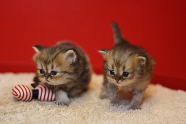 ペルシャチンチラの子猫