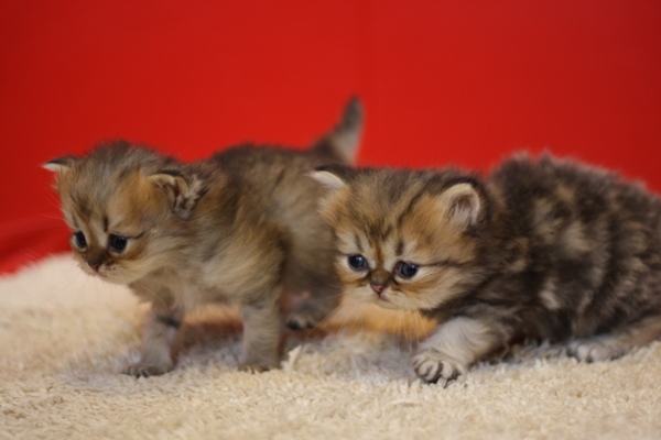 ペルシャチンチラの子猫