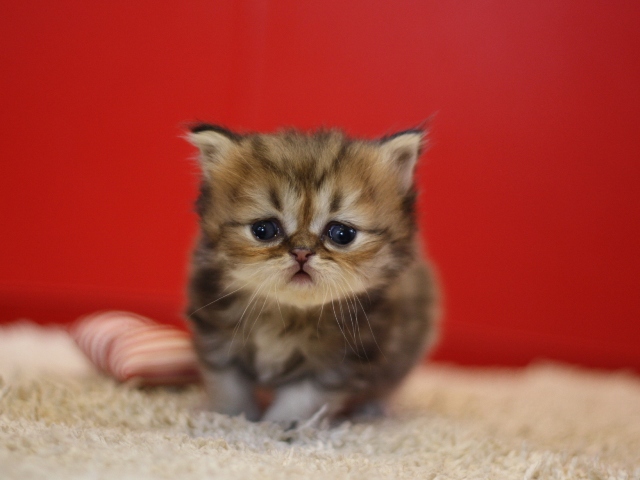 ペルシャチンチラの子猫