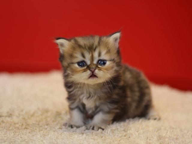 ペルシャチンチラの子猫