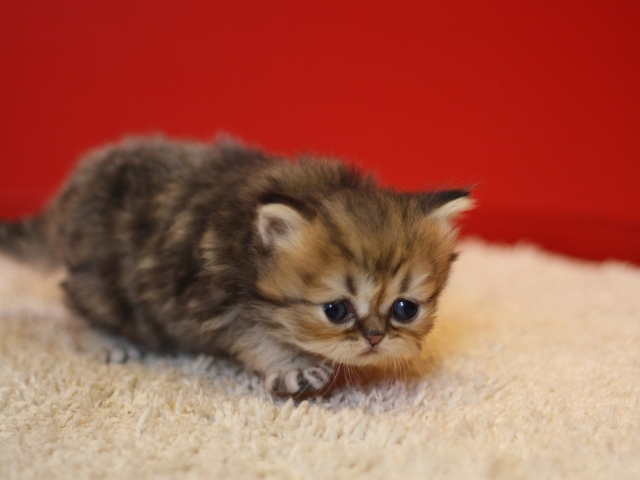 ペルシャチンチラの子猫