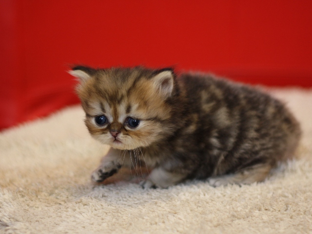 ペルシャチンチラの子猫