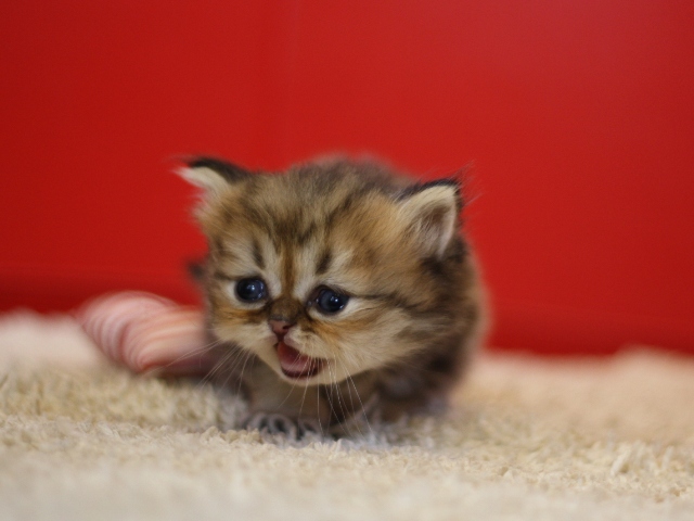 ペルシャチンチラの子猫