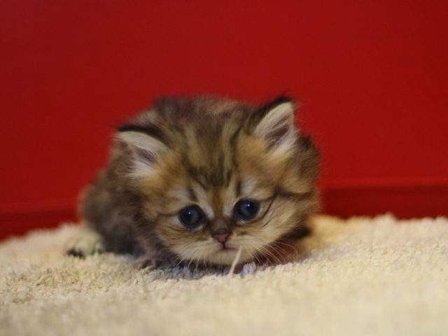 ペルシャチンチラの子猫