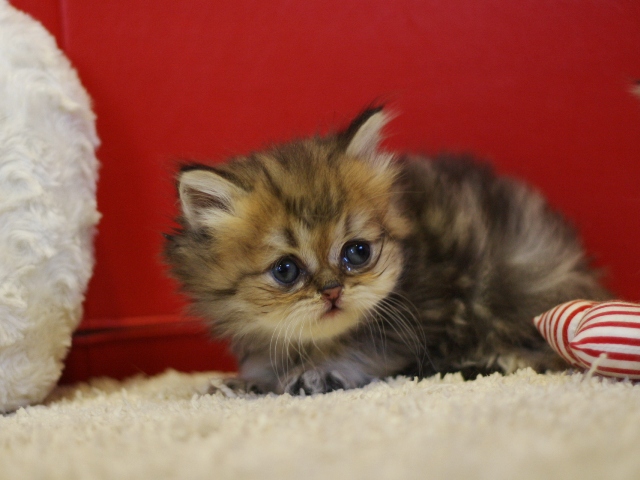 ペルシャチンチラの子猫